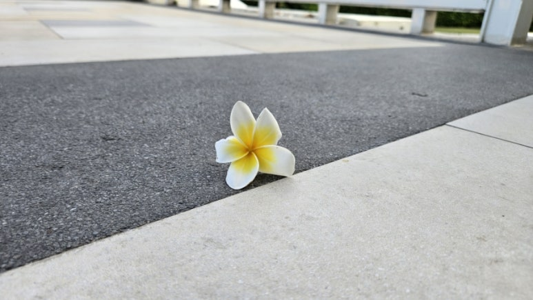 방으로 돌아오는 길에 떨어진 꽃송이...